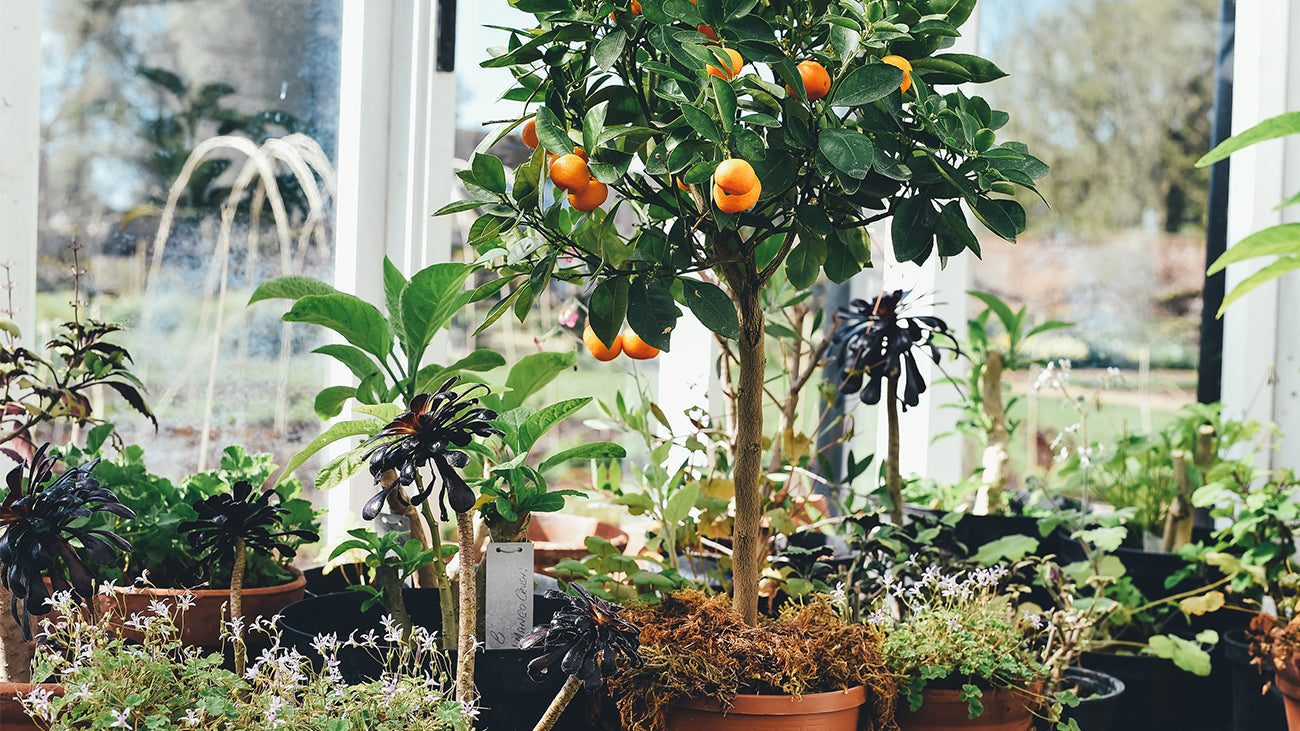 Horticulture Therapy for All Ages: The Mental, Physical and Nutritional Benefits of Gardening