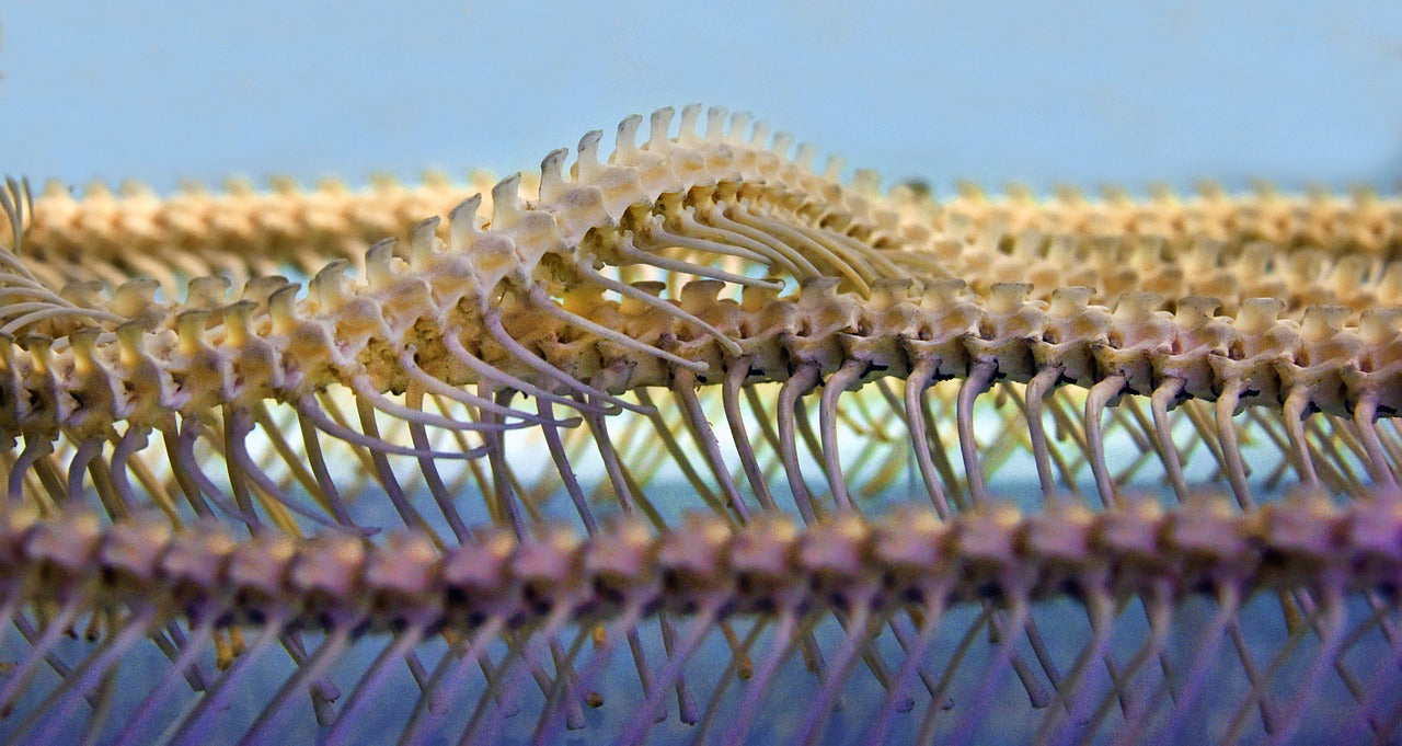 Is Inversion Right for You? A Quick Bit on Spinal Decompression