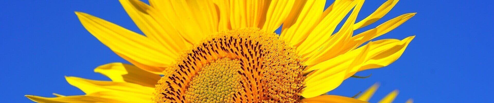 What's the Deal with Vitamin D?